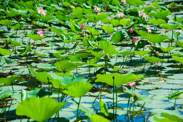 Flores Loto Lago Bosque Protegido — Foto de Stock