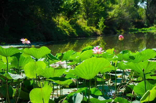 Flores Loto Lago Bosque Protegido — Foto de Stock