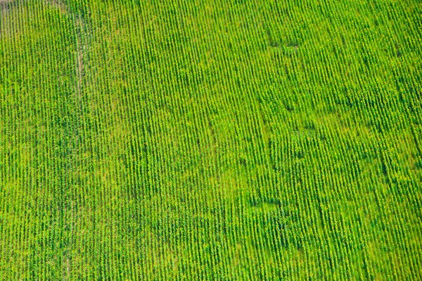 Luchtfoto Van Velden Weiden Tijdens Een Zomerdag — Stockfoto