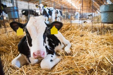 Buzağı mandıra cowshed içinde