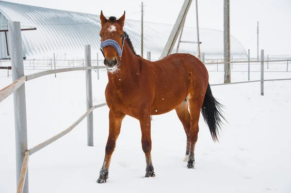 Лошади Ферме Облачным Зимним Утром — стоковое фото