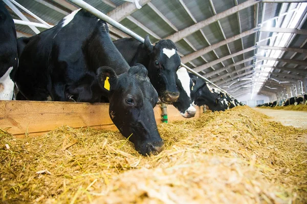 Αγελάδες Μια Φάρμα Γαλακτοπαραγωγικές Αγελάδες Καουτσούκ — Φωτογραφία Αρχείου