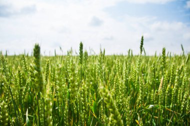 Olgunlaşan buğday tarlası ve mavi gökyüzü