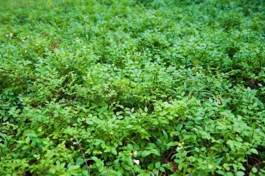 Orman toprak çimen ile. Üstten Görünüm orman bitki ile zemin