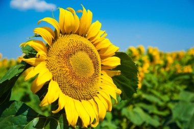 Bulutlu mavi gökyüzü ve parlak güneş ışıkları üzerinde ayçiçeği tarlası
