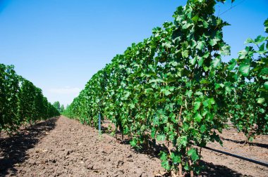 Sonbahar üzüm bağları ve asma dallarındaki organik üzümlerle dolu bir manzara.