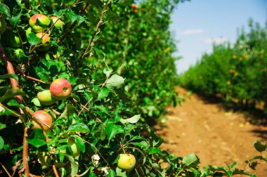Elma bahçesindeki ağaç dalından sarkan organik elmalar