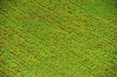 Bir yaz günü çayırların ve tarlaların havadan görünüşü