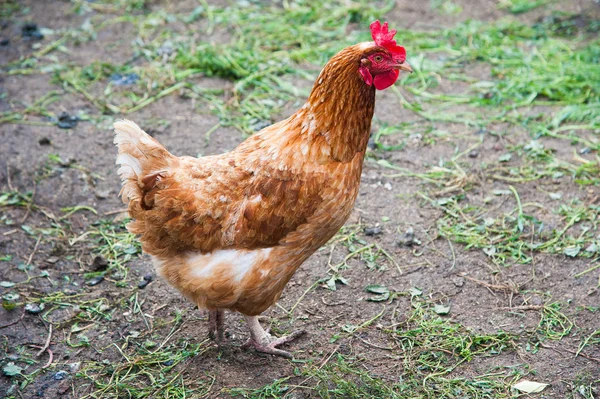 Serbest kalan tavuklar küçük bir çiftlikte avluda dolaşıyorlar.