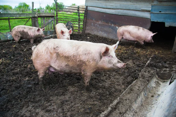 Cerdos Domésticos Cerdos Una Granja Pueblo —  Fotos de Stock