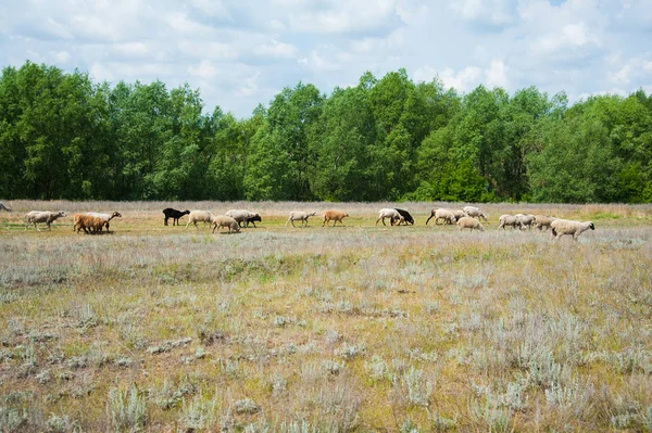 Flock Sheep Meadow Sheep Running — Stock Photo, Image