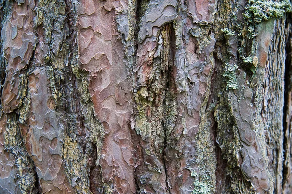 Textury Kůra Pine Tree Closeup Borovice Lesní Létě — Stock fotografie