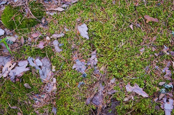 Skogsmarken Med Gräs Uppifrån Skogen Marken Med Växter — Stockfoto