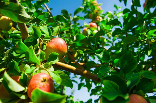 Les Pommes Poussent Sur Une Branche Parmi Feuillage Vert Verger — Photo