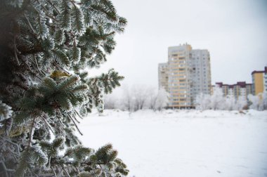 Karla kaplı ağaçlar kış şehir parkında