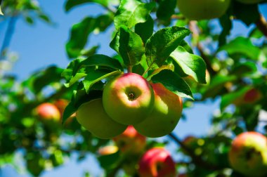 Elmalar yeşil yaprakların arasında bir dalda yetişir. Elma bahçesi