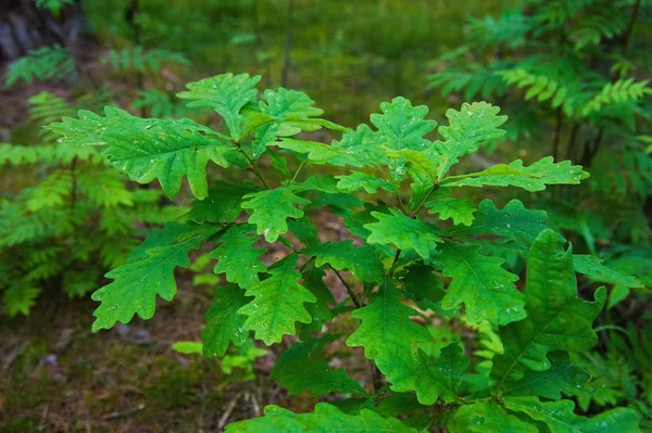 Small Oak Tree Forest Summer — Stock Photo, Image