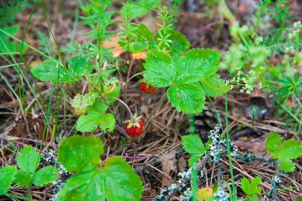 Ripe Wild Strawberry Bush Forest — Stock Photo, Image