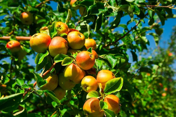 Appels Groeien Een Tak Tussen Het Groene Blad Appelboomgaard — Stockfoto