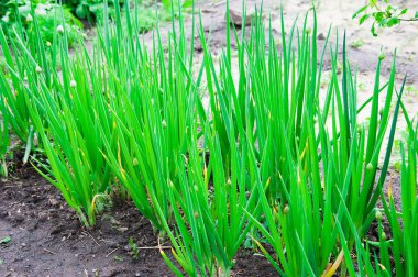 Organik tarımı soğan bahçe yatak üzerinde