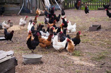 Serbest kalan tavuklar küçük bir çiftlikte avluda dolaşıyorlar.