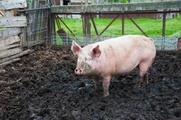 Domestic pigs. Pigs on a farm in the village