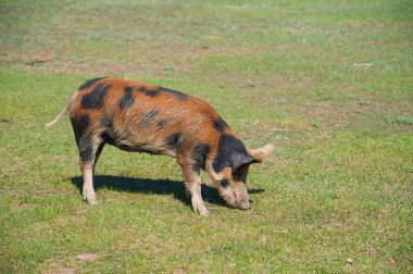 Domuz çiftliği. Domuzlar sahada. Domuz yeşil çayırda koşuyor.