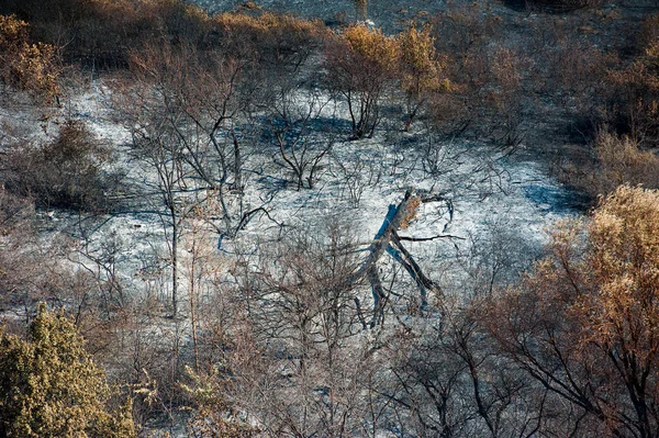 火の後に木や草を焦がしました 空中展望 — ストック写真