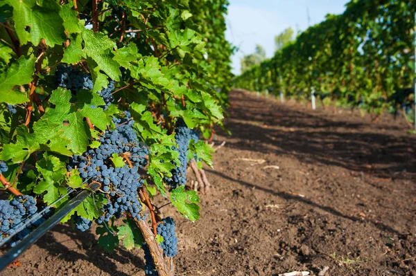 Vinhedos Pôr Sol Colheita Outono Uvas Maduras Época Outono Close — Fotografia de Stock