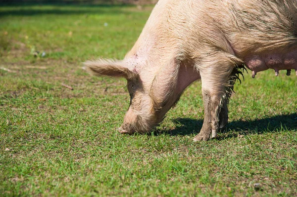 猪在田里 猪在绿色的草地上奔跑 — 图库照片