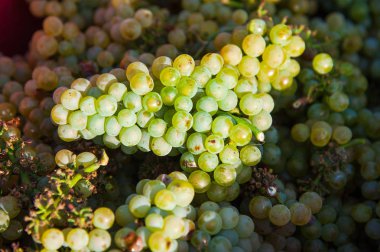 Sonbahar hasadında gün batımında üzüm bağları. Sonbahar mevsiminde olgun üzümler. Gün batımında asma üzümlü kırmızı şarap demetlerini kapatın..