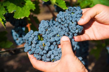 Çiftçi erkek elinde üzüm toplama yakın çekim