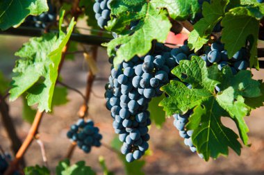 Sonbahar hasadında gün batımında üzüm bağları. Sonbahar mevsiminde olgun üzümler. Gün batımında asma üzümlü kırmızı şarap demetlerini kapatın..