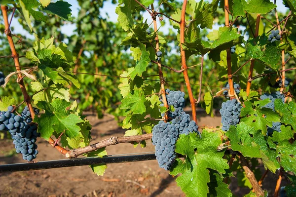 Vinhedos Pôr Sol Colheita Outono Uvas Maduras Época Outono Close — Fotografia de Stock