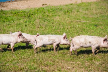 Domuz çiftliği. Domuzlar sahada. Domuz yeşil çayırda koşuyor.