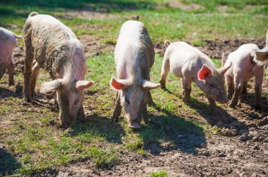 Domuz çiftliği. Domuzlar sahada. Domuz yeşil çayırda koşuyor.