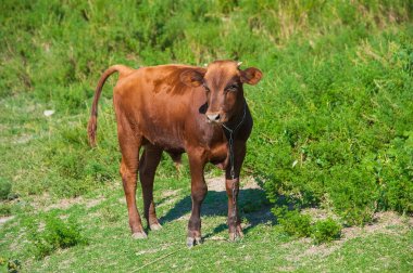 Çiftlikteki inekler. Süt inekleri. Yuvalanmış
