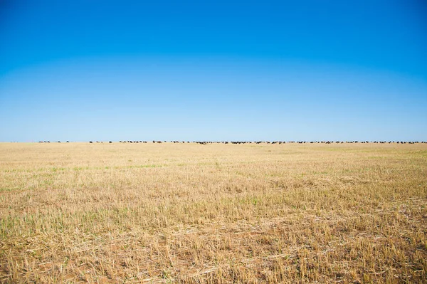 Een Kudde Schapen Weide Schapenrennen — Stockfoto