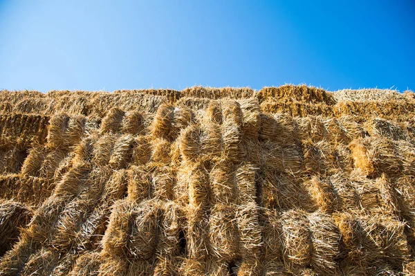 Hay Storage Shed Full Bales Hay Farm — Stock Photo, Image