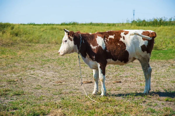 Kühe Auf Einem Bauernhof Milchkühe Kuhstall — Stockfoto