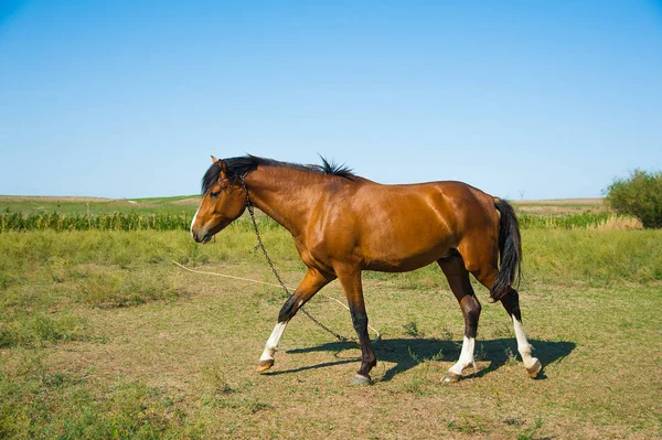 Лошади Ферме Солнечное Летнее Утро — стоковое фото