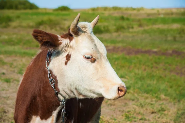 Des Vaches Dans Une Ferme Des Vaches Laitières Berceau — Photo