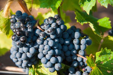 Sonbahar hasadında gün batımında üzüm bağları. Sonbahar mevsiminde olgun üzümler. Gün batımında asma üzümlü kırmızı şarap demetlerini kapatın..