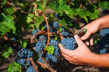 Çiftçi erkek elinde üzüm toplama yakın çekim