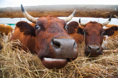 Çiftlikteki inekler. Süt inekleri. Yuvalanmış