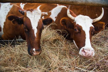 Çiftlikteki inekler. Süt inekleri. Yuvalanmış