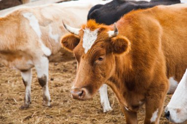 Çiftlikteki inekler. Süt inekleri. Yuvalanmış