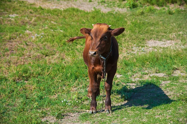 Koeien Een Boerderij Zuivelkoeien Blauwschuur — Stockfoto
