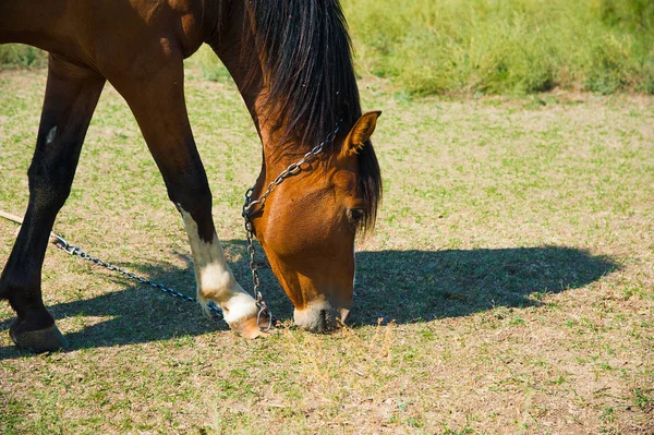 Cavalos Fazenda Ensolarada Manhã Verão — Fotografia de Stock