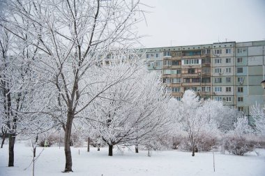 Karla kaplı ağaçlar kış şehir parkında
